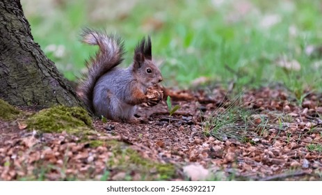 Squirrel close-up in search of nuts - Powered by Shutterstock