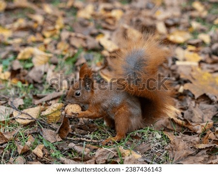 A squirrel collecting food for the winter. Autumn wildlife illustration. Nice background with space for a description.