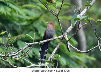 Squirrel Cuckoo