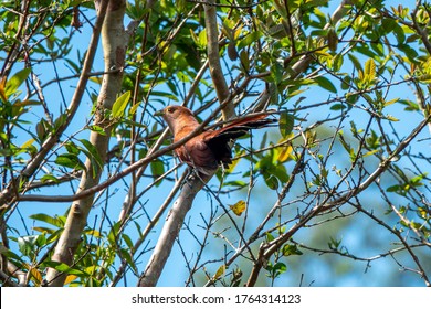 Squirrel Cuckoo Costa Rica