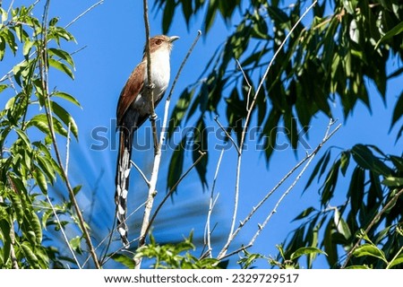 A Squirrel Cuckoo also know Alma de Gato or Cuco Ardilla perched on a branch. Species Piaya cayana.  Animal world. Bird lover. Birdwatching. Birding.