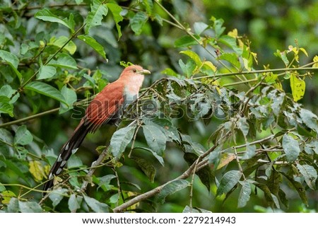 squirrel cuckoo (Piaya cayana) sitting in the bush in Cano Negro Wildlife Refuse in Costa Rica