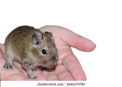 degu pets at home