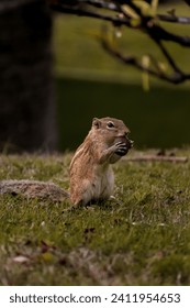 squirrel devouring the hardshell nut