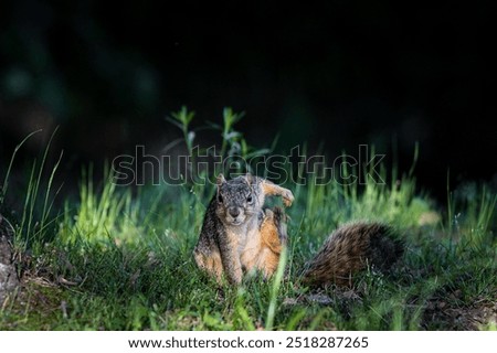 Squirrel doing a super hero pose