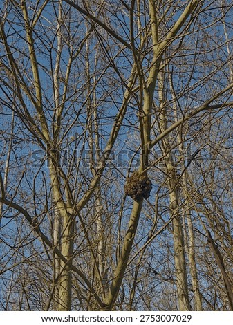 squirrel drey in the branches of a bare tree on a sunny winter day with a clear blue sky - Sciurus vulgaris