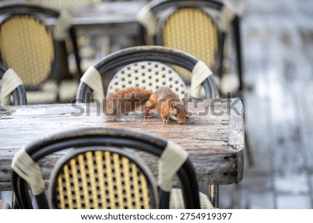 Squirrel drinking water from a restaurant table outdoors
