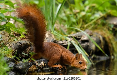 Squirrel drinks water in the stream. Cute squirrel drink water. Squirrel drinking. Squirrel in nature