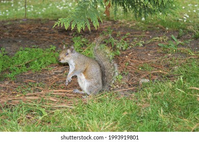 Squirrel at the Dublin National Botanic Gardens.