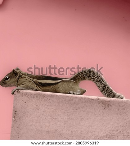 squirrel easily lying on wall of the house 