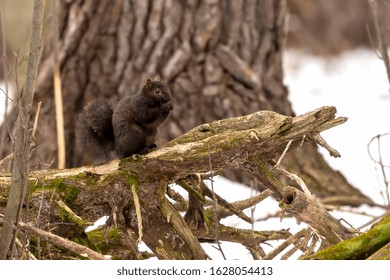 Squirrel. Eastern gray squirrel, dark form in a snowy forest, natural scene from wisconsin