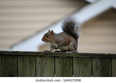 Squirrel eastern gray poised as if ready to run, sits on a weathered wooden fence scanning its surroundings, waiting.