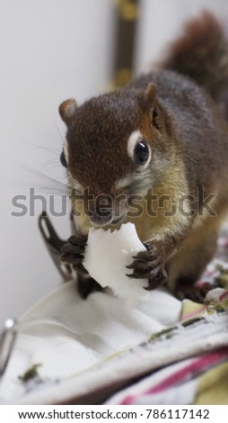 A squirrel eat baby coconut.