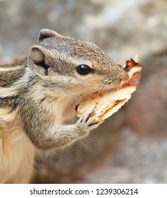 Squirrel Eating Bread