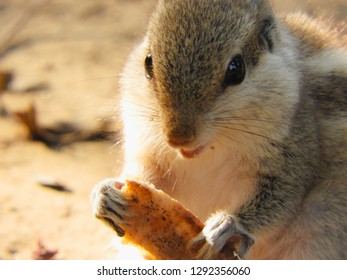 Squirrel Eating Bread