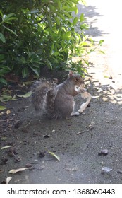Squirrel Eating Bread 