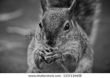 Similar – Image, Stock Photo Omnomnoma Animal