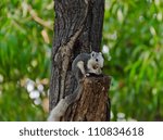 The squirrel is eating a dry fruit while standing on a tree trun