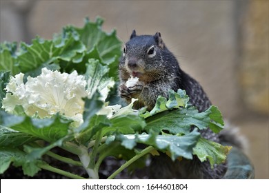 キャベツの観賞用植物で リスを食べる花写真素材 Shutterstock