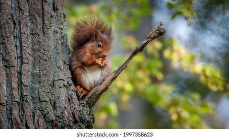 squirrel eating in the forest