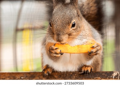 Squirrel eating fruit slice close-up in city park
Description: Close-up of a squirrel holding and eating a bright fruit slice with paws, shallow depth of field and soft blurred background, wildlife scene in an urban park.