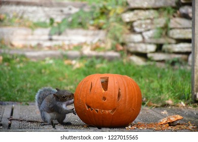 Squirrel Is Eating Halloween Pumpkin