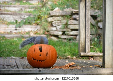 Squirrel Is Eating Halloween Pumpkin