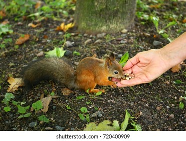 squirrel eating from hand
