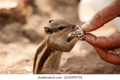 A squirrel eating from hands 