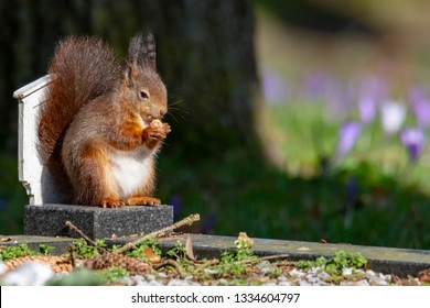 A squirrel is eating his chestnut in the sun. I could approach him at 25 meters. He quietly continued to eat his "lunch".