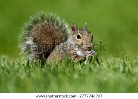 A squirrel eating a kernel or corn.  The camera was placed at eye-level of the squirrel.  A single kernel of corn is barely visible as the squirrel nibbles away.