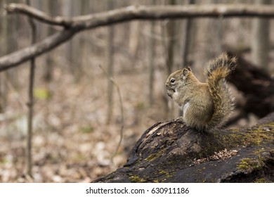 Squirrel eating nut