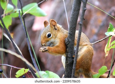 Squirrel Eating A Nut At Custer State Park, SD