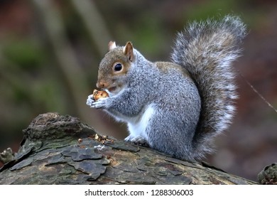 Squirrel Eating A Nut Lunch On A Favourite Spot In The Woods. 