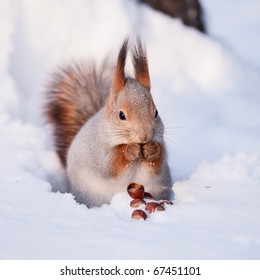 Squirrel Eating Nut On The Snow