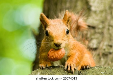 Squirrel Eating Nut On The Tree