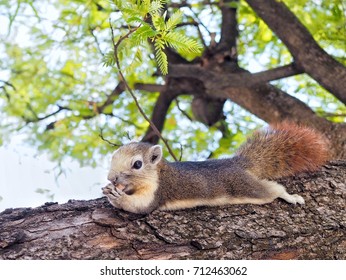 Squirrel is eating a nut on a tree