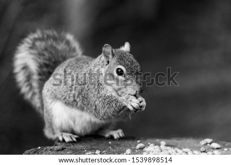 Similar – Image, Stock Photo Moar cracker…? Animal