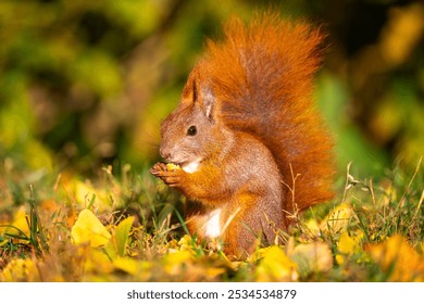 Squirrel eating nut in park. Autumn in the park. Red squirrel on a ground - Powered by Shutterstock