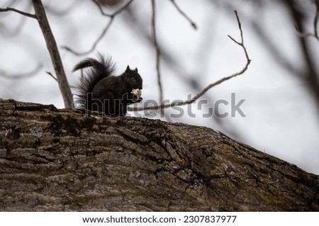 Squirrel eating a nut sitting on a treetrunk in Canada