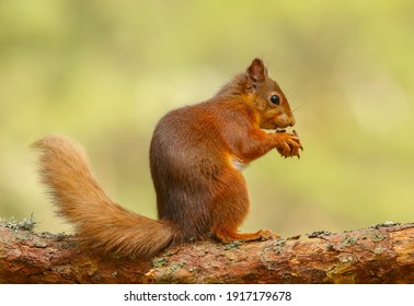 りす 食事 の画像 写真素材 ベクター画像 Shutterstock