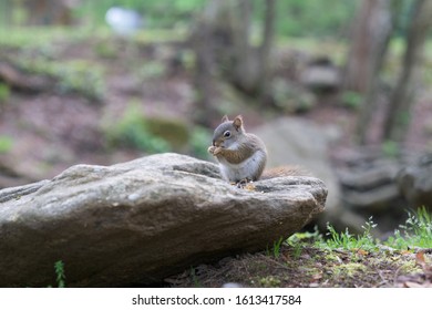 Squirrel eating a nut while sitting on a rock