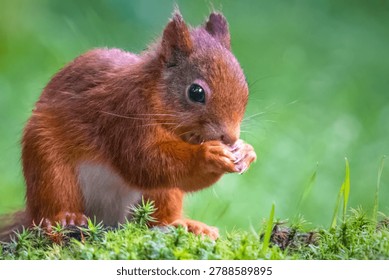 Squirrel eating a nut while sitting on mossy ground in soft natural light.