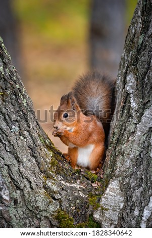 Similar – Image, Stock Photo Squirrel with 2 hazelnuts in mouth