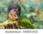Squirrel eating nuts sitting on a tree trunk