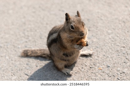 Squirrel eating on the ground. Rodent animal fauna. Rodent animal family. Wildlife nature. Ground squirrel. Wild squirrel in nature. Gopher or squirrel outdoor. Wild animal in nature. Feeding animals - Powered by Shutterstock