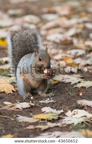 Image, Stock Photo autumn squirrel