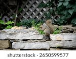 Squirrel eating peanuts. St Paul, Minnesota 