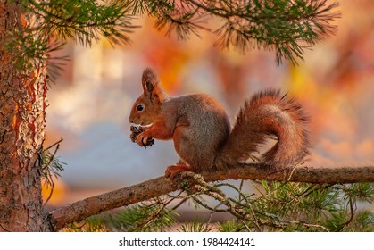 Squirrel eating pine cone on branch in tree with nice blurry background - Powered by Shutterstock