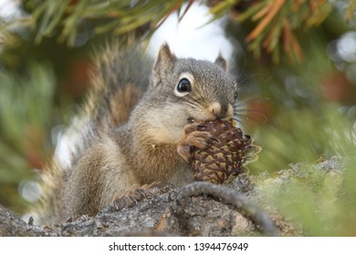 squirrel eating a pine cone in Yellowstone National Park in united states of america